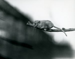 Dormouse on a Branch at London Zoo, May 1914 by Frederick William Bond